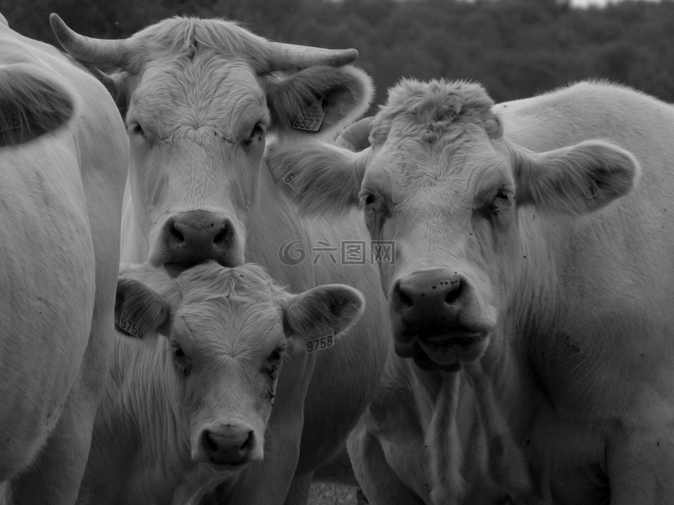 牛,黑色和白色,小牛肉
