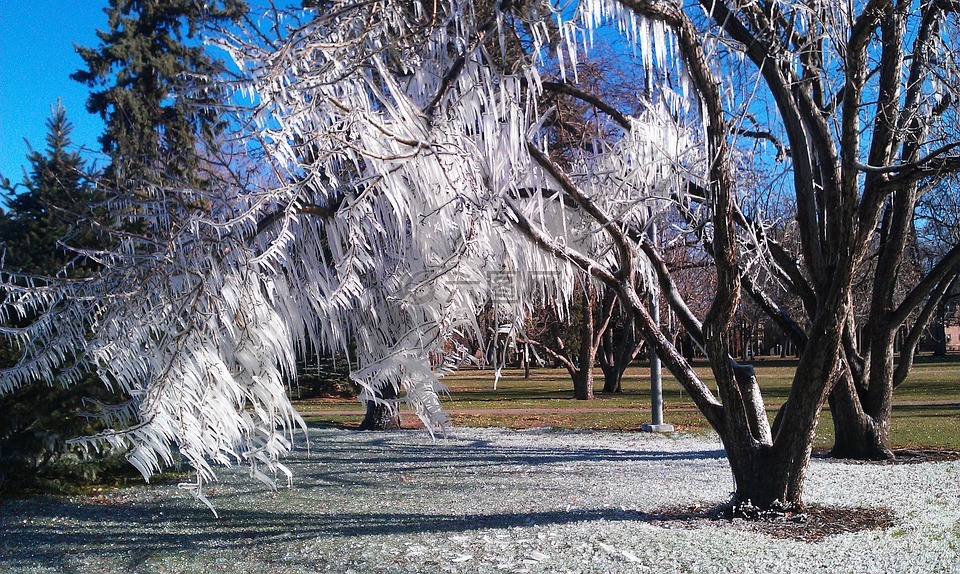 冰,树,冬天
