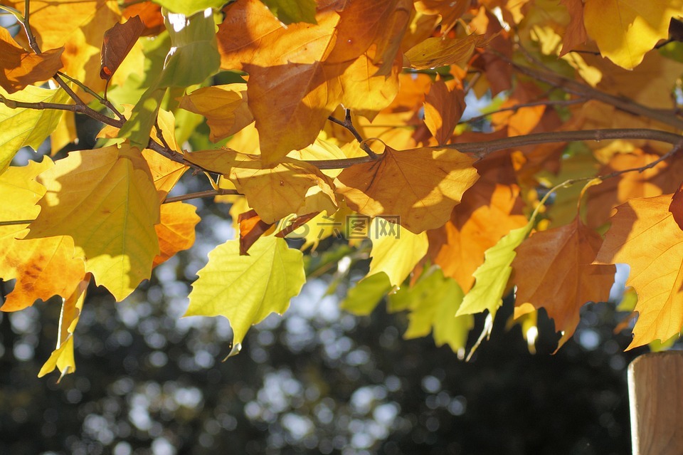 叶子,金色的秋天,在秋天的树叶