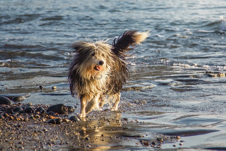 狗,自由,水