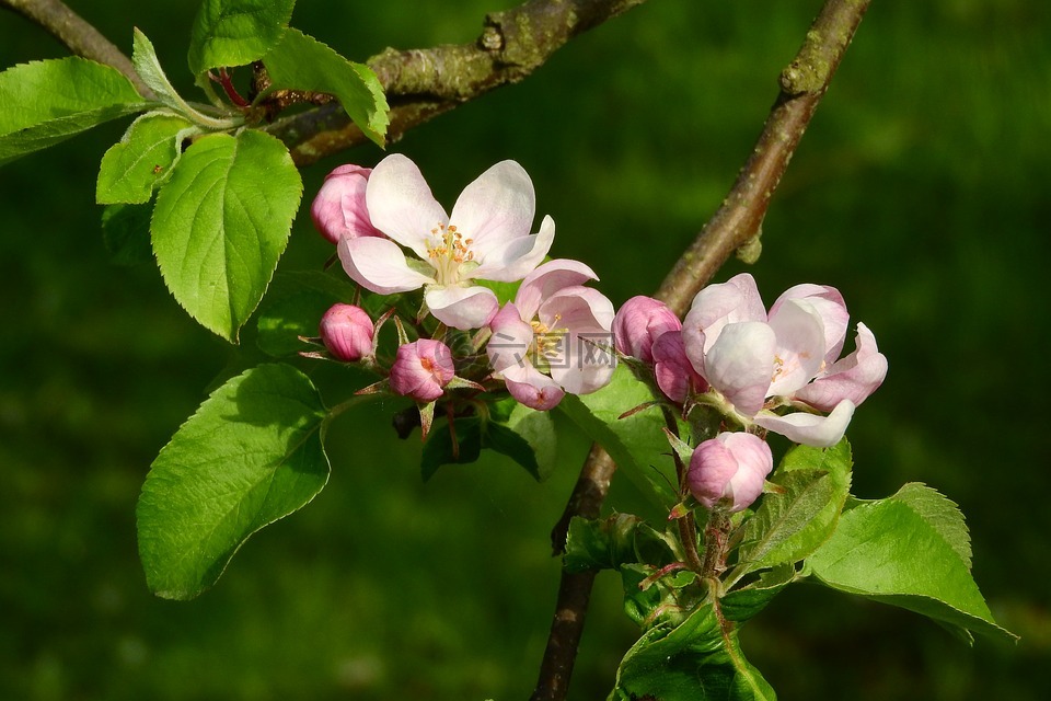 苹果花,苹果树,盛开的苹果树