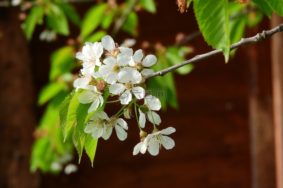 櫻桃櫻花白色的花