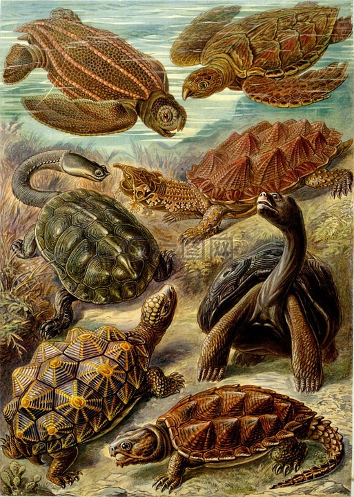 海龟,棱皮海龟,条纹龟