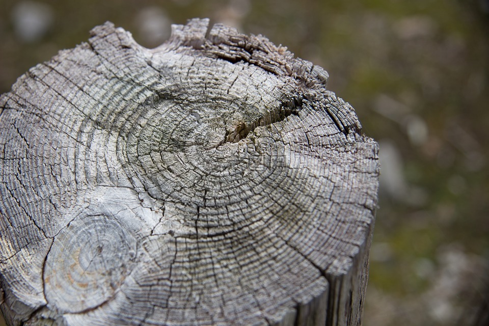 木材,木材的背景,树桩