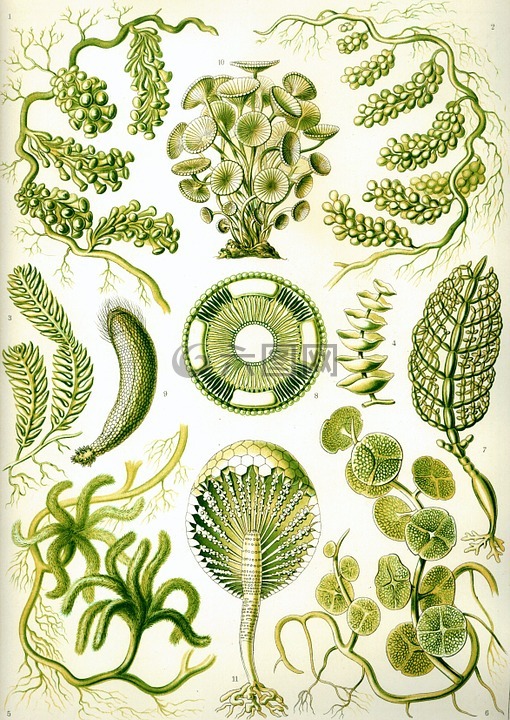 海草,绿色的海藻,chlorophyceae