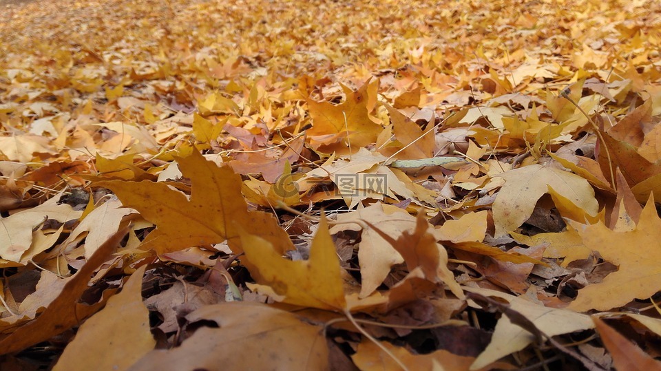 autumn,yellow,sunshine