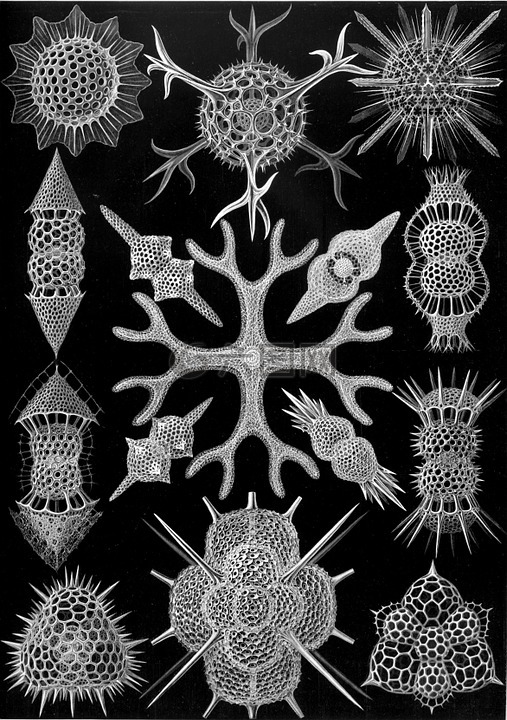 单细胞生物,放射虫,spumellaria