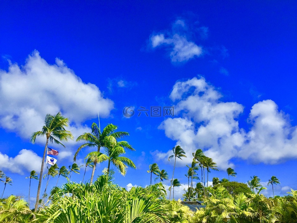 夏威夷,阿罗哈,一棵棕榈树