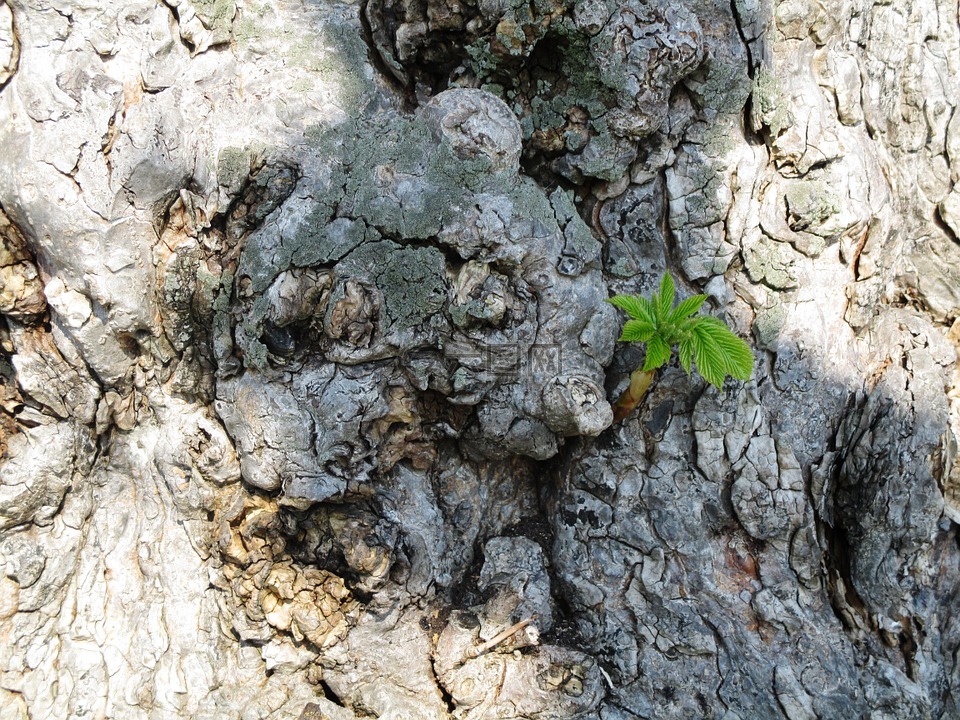 树木 板栗枝干 植物茎高清图库素材免费下载 图片编号 六图网