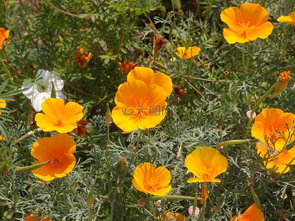 鲜花,花园里的花,花床