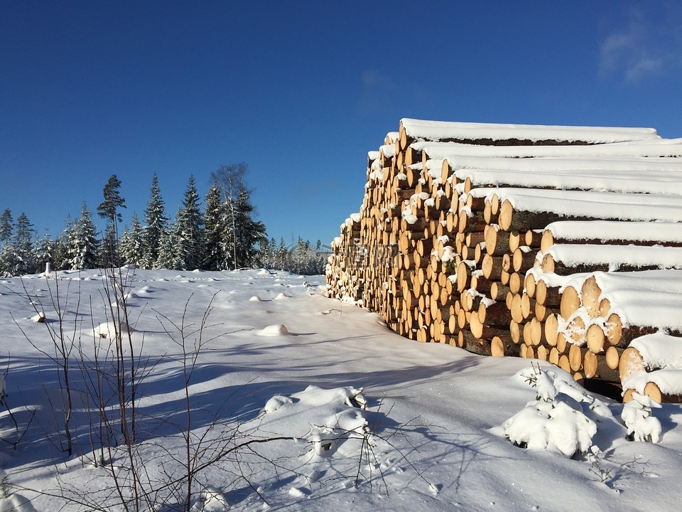冬季景观,芬兰,砍伐的树木