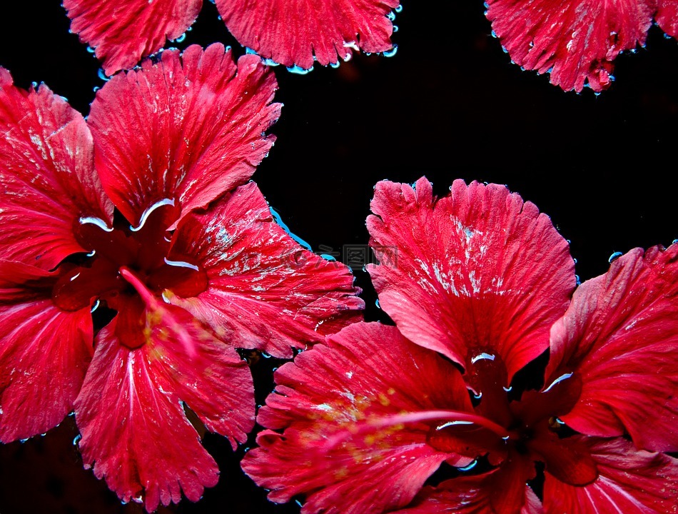 红色花,浮动,水