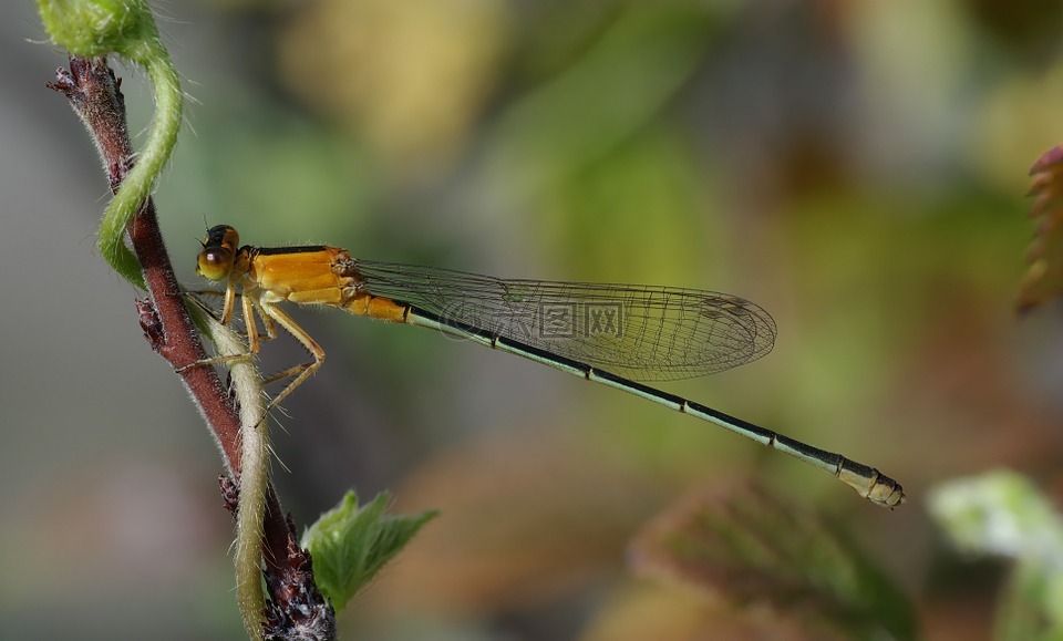 塞内加尔 pechlibelle,蜻蜓,ischnura senegalensis