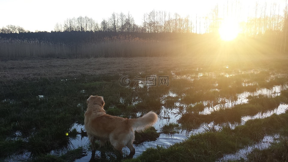 金毛猎犬,狗,太阳