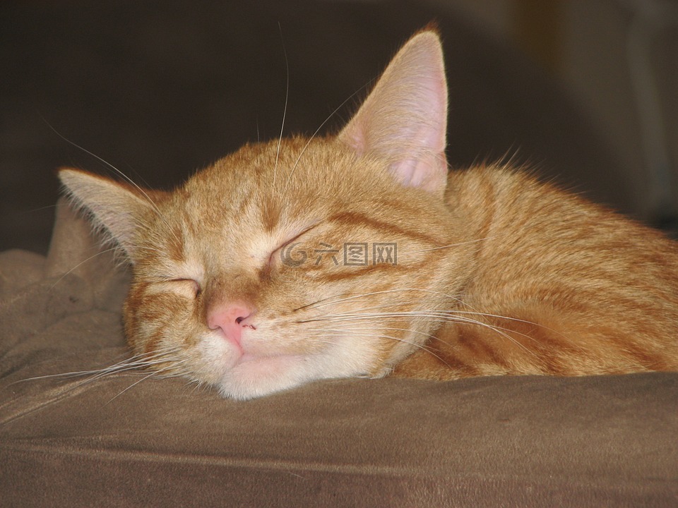 猫,睡眠,橙色