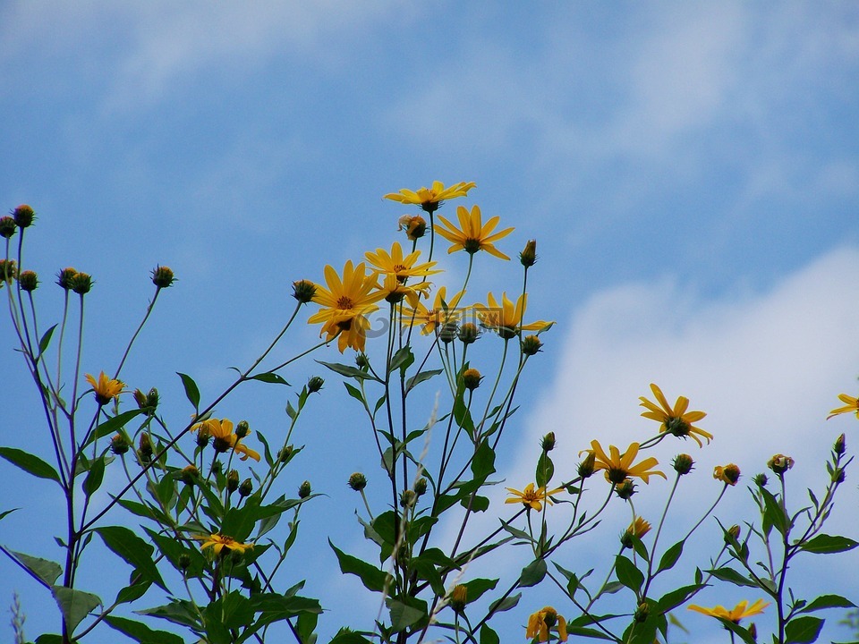 百万葵园,黄色花,蓝色的天空