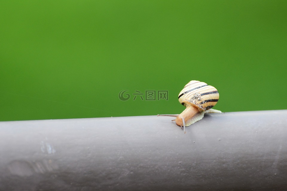 蜗牛,自然,慢