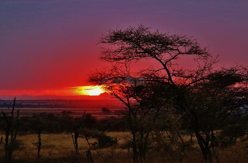 坦桑尼亚,塞伦盖蒂国家公园,塞伦盖蒂性质