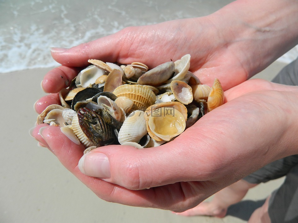 海贝壳,手,海滩