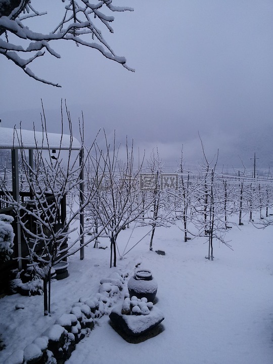 冬季背景,冬季,冬季苹果树