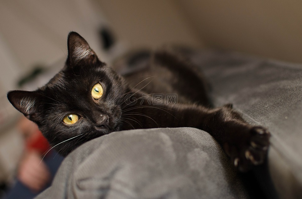 猫,黑猫,金色的眼睛