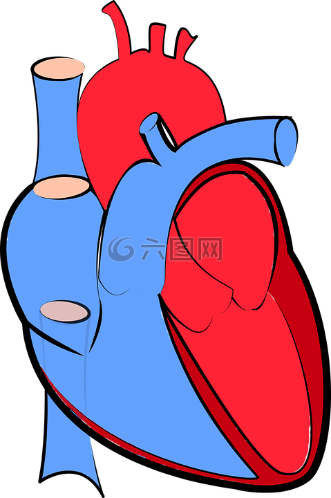 人的心脏,血流量,氧化和脱氧