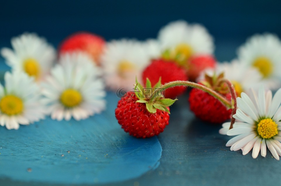 草莓,野草莓,雏菊