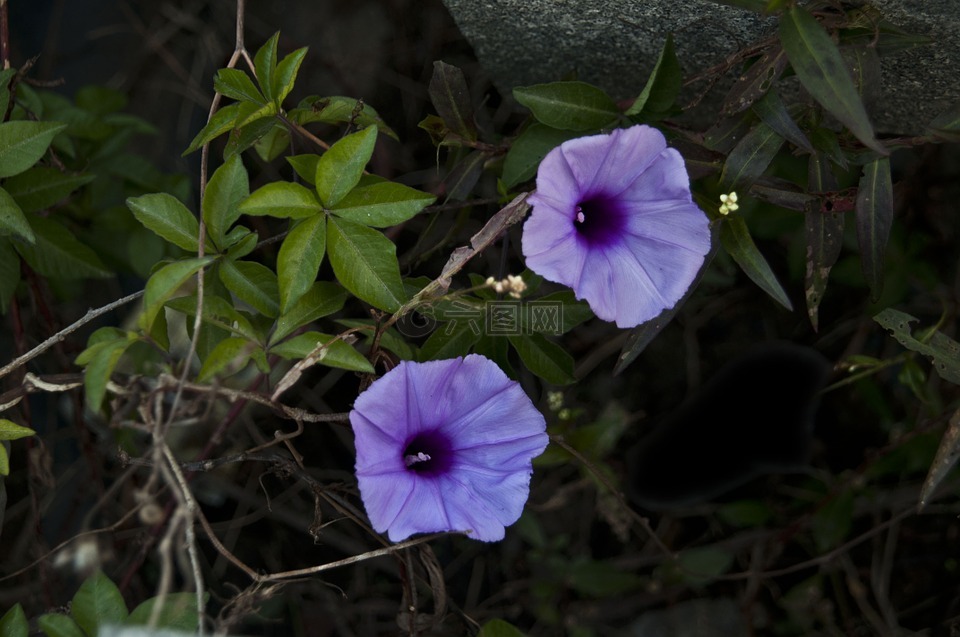 紫色的丁香花,花卉,厂