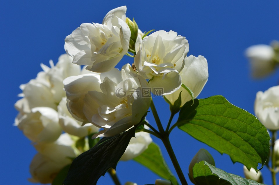 花,白,茉莉