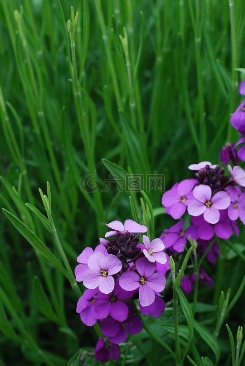 野花,紫色,绿色