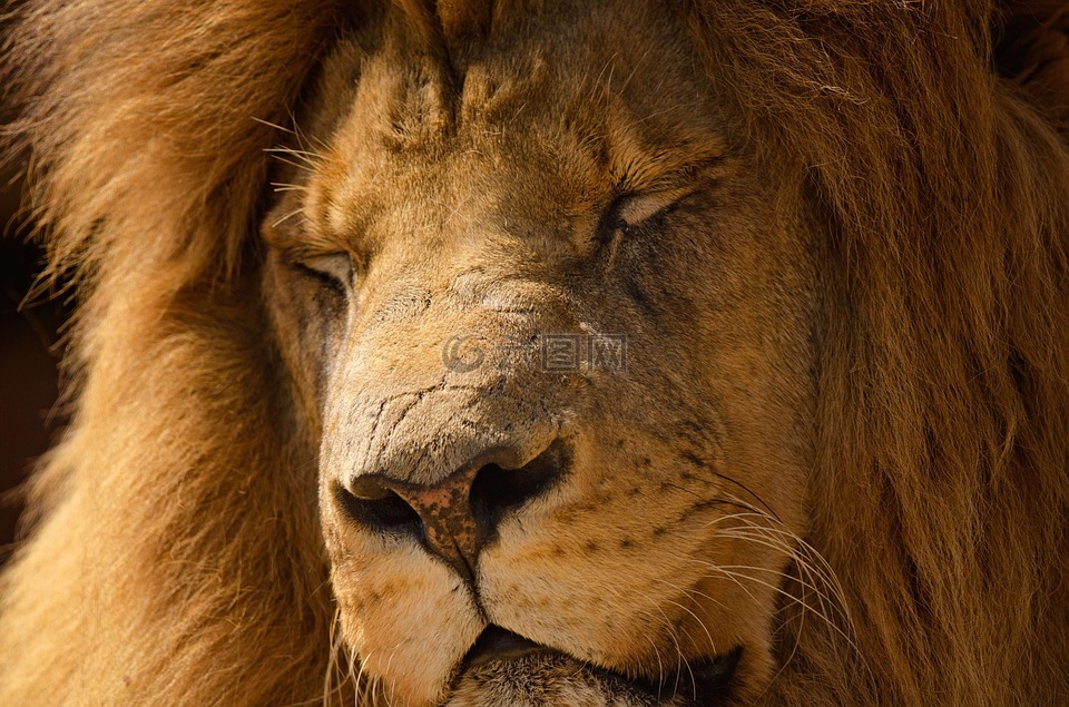 狮子,鬃毛,睡画像