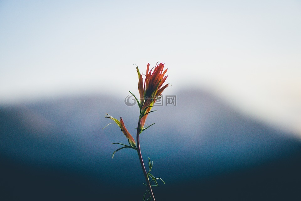 花,植物,干