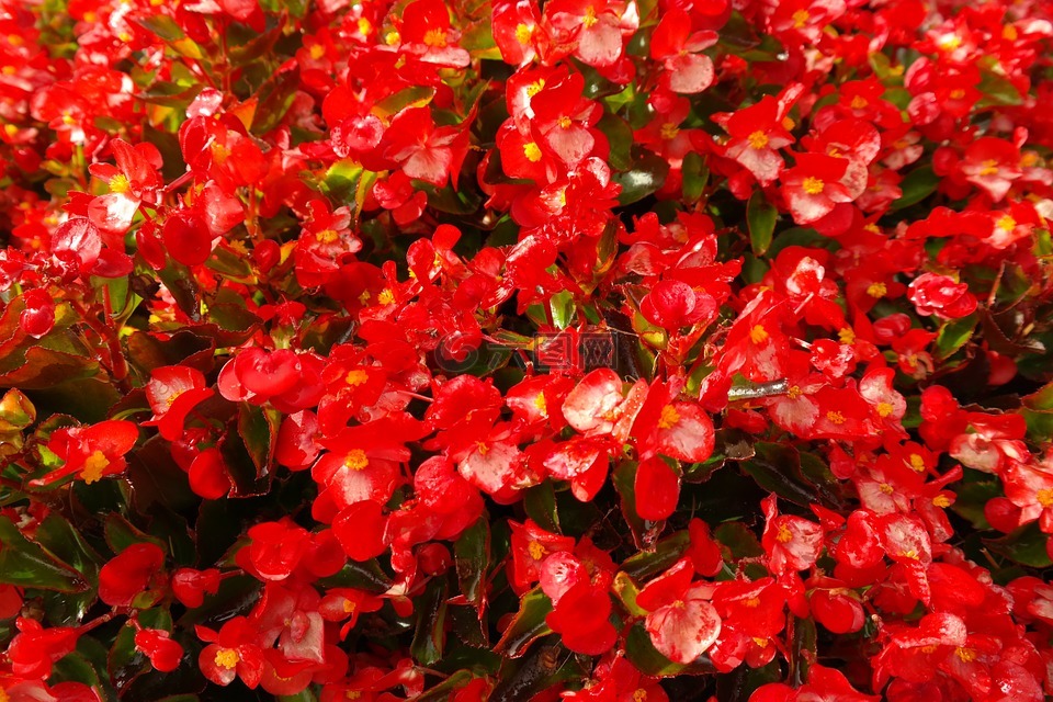 冰秋海棠,鲜花,红色