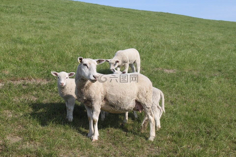 羊,堤羔羊,动物