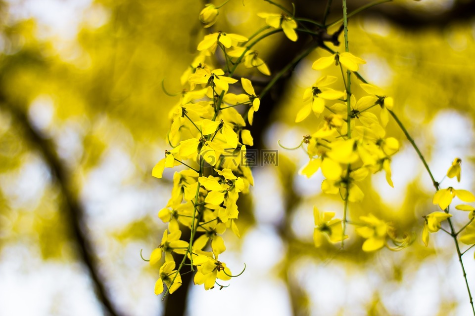 黄色的花,会花,树