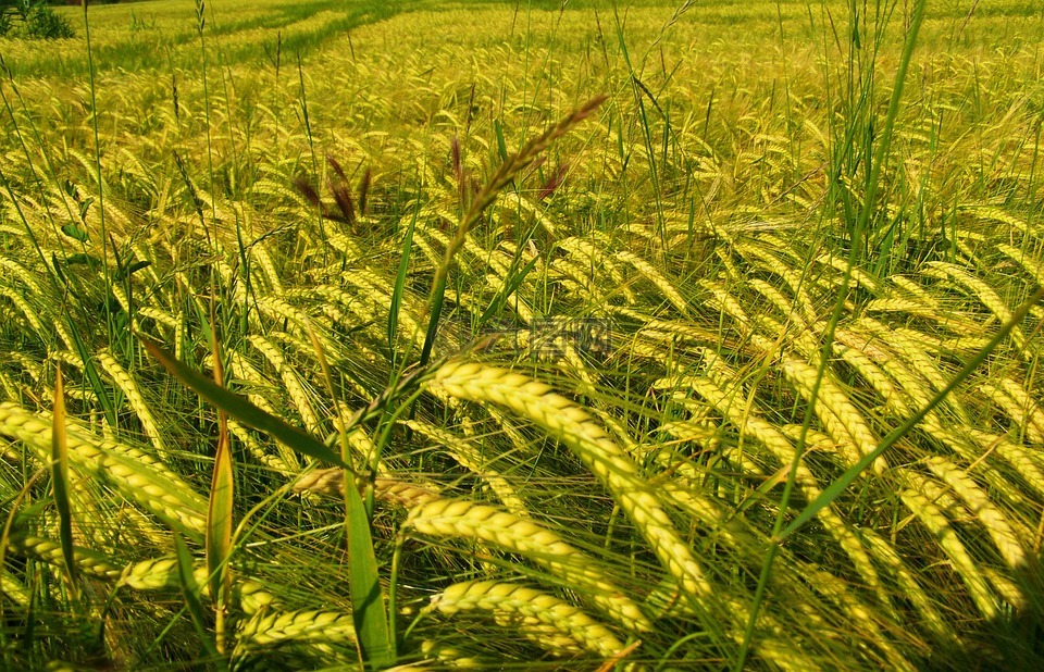 泛黄的大麦,粮食表,品种