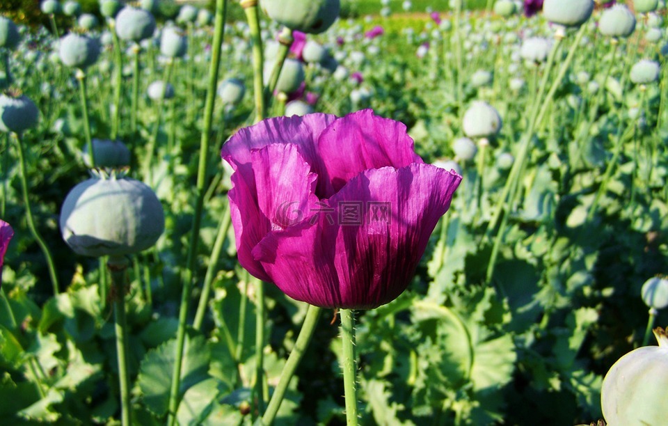 紫色的哈,罂粟种植园,食物植物