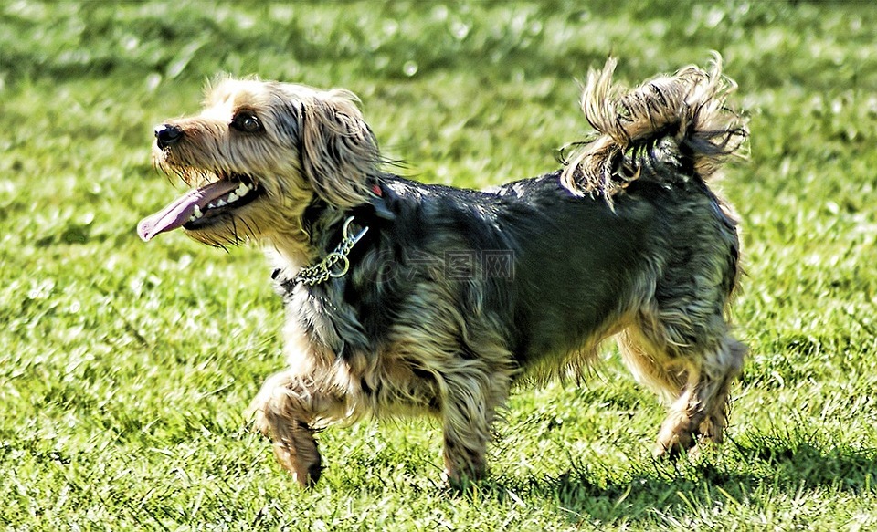 小獵犬,狗,可愛