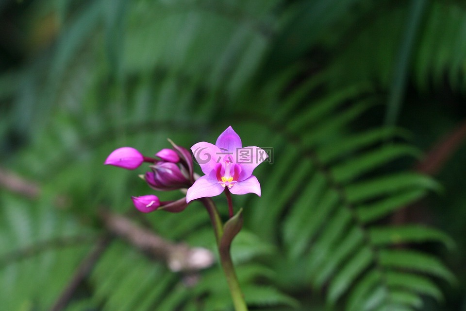 兰花,热带,瓜德罗普岛