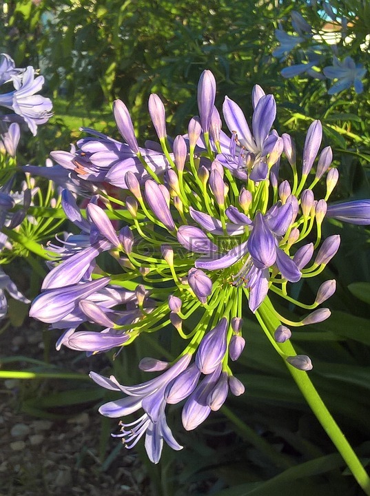 agapanthus,莫奈,蓝色的花