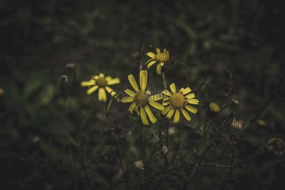 黑暗,花,花瓣