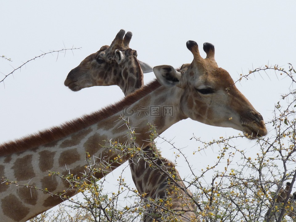 长颈鹿,etosha,纳米比亚