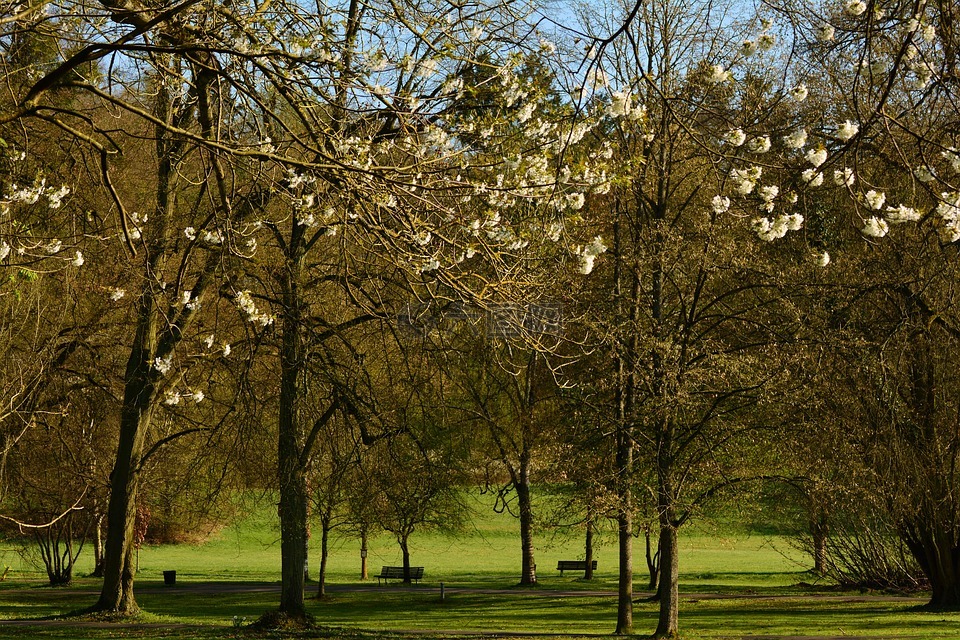 公园,树木,4 月