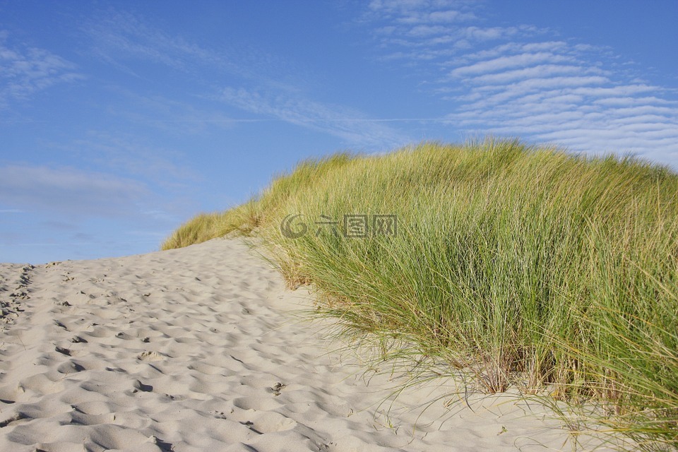 海滩,沙丘,草