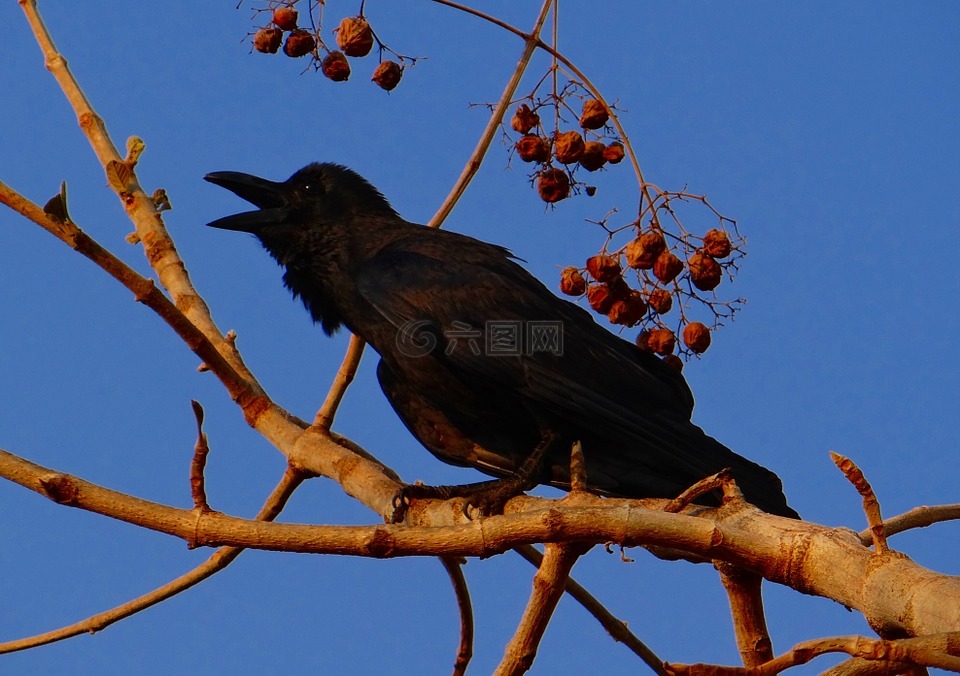 印度丛林乌鸦,乌鸦座 macrorhynchos,大嘴乌鸦