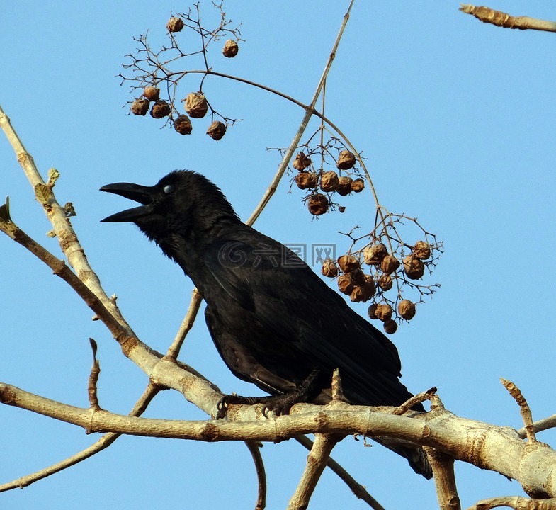 印度丛林乌鸦,乌鸦座 macrorhynchos,大嘴乌鸦