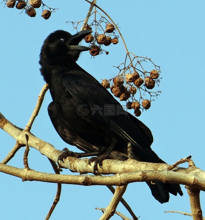 印度丛林乌鸦,眼睑关闭,乌鸦座 macrorhynchos