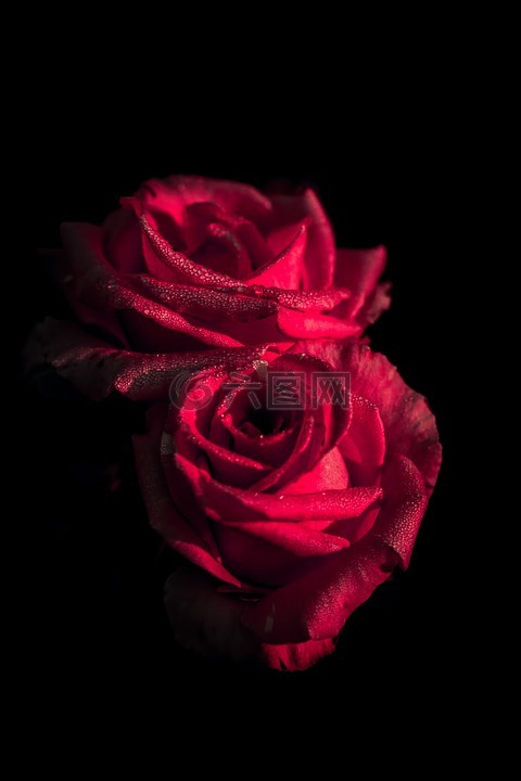 红色,花,玫瑰