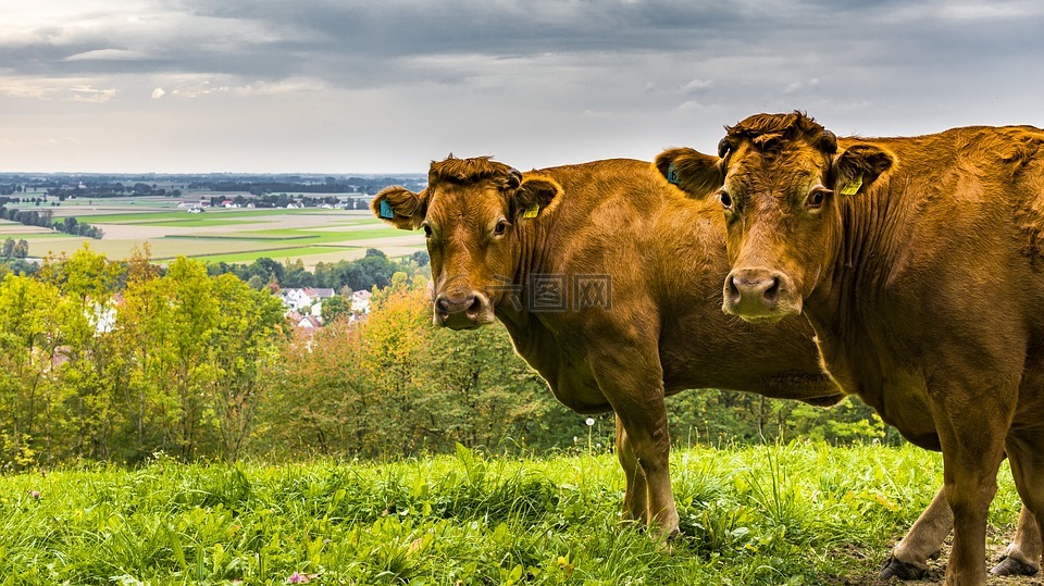 奶牛,牧场,动物