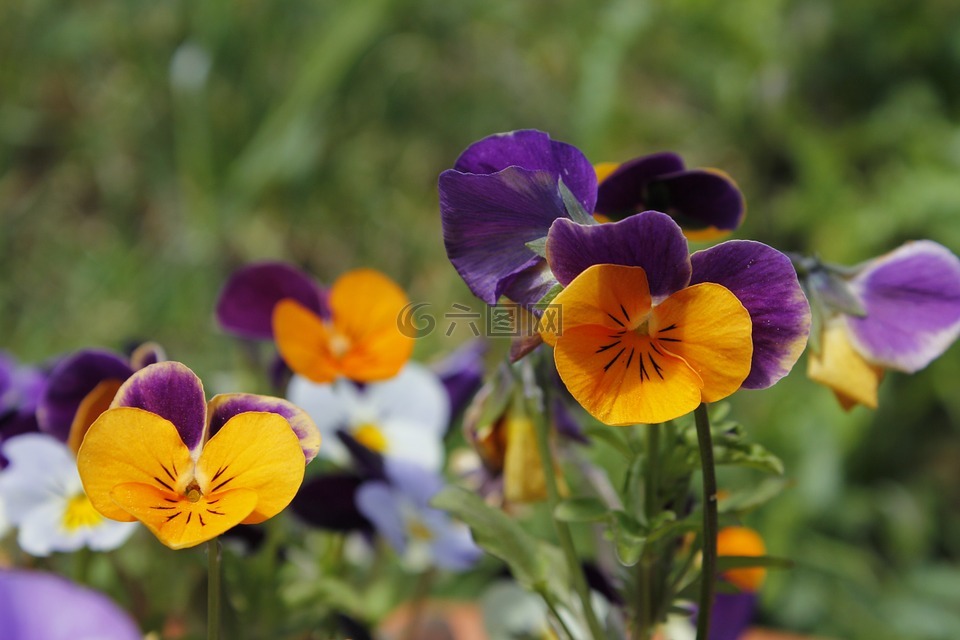 橙色,紫罗兰色,鲜花